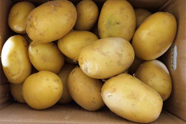 صادر البطاطس من السودان