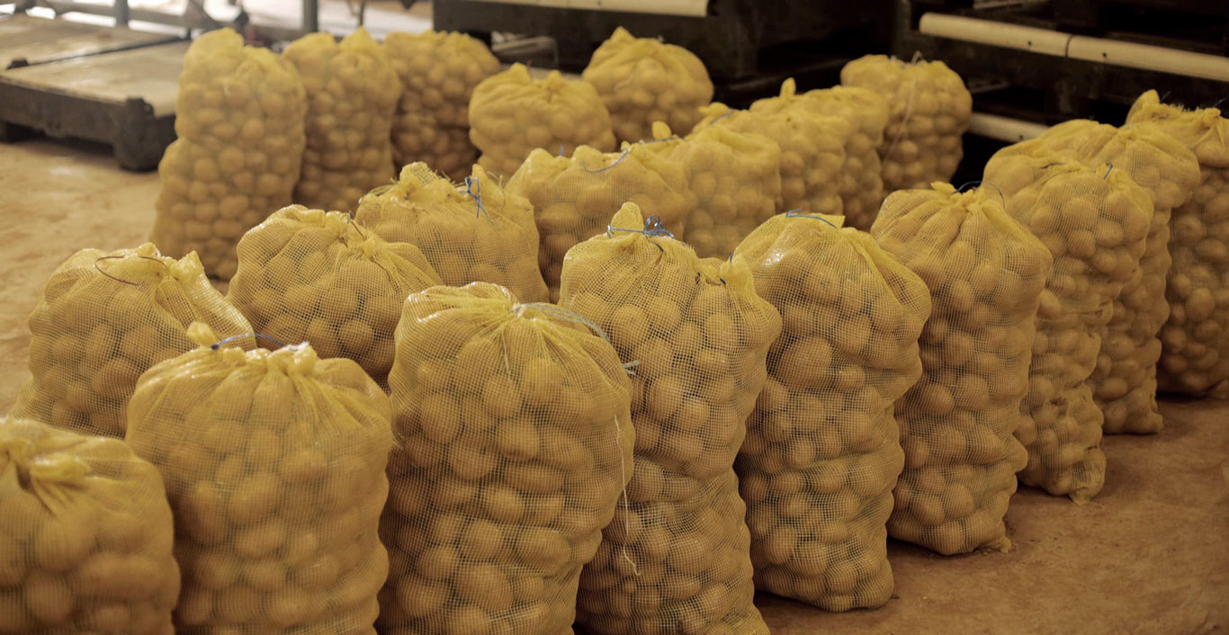 صادر البطاطس شمال السودان